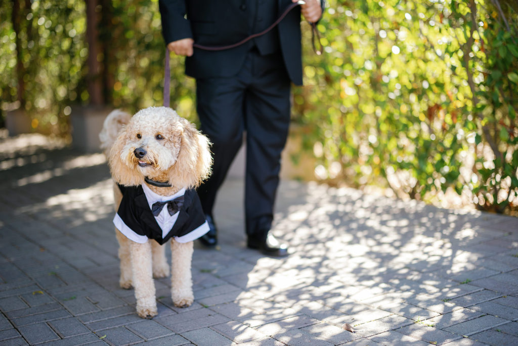Dog in a tux at a wedding; gay wedding in temecula at mount palomar winery