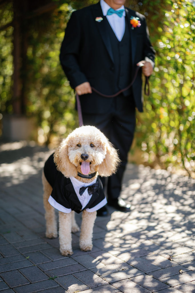 Poodle in a tux at a wedding; gay wedding in temecula at mount palomar winery